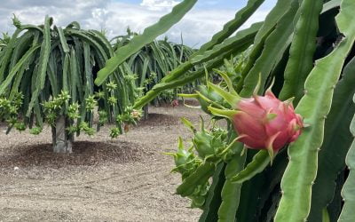 Pitahaya: conoce el prodigioso superalimento amazónico que potencia el sistema inmune
