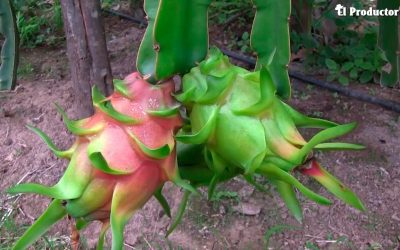 Pitahaya como medicina
